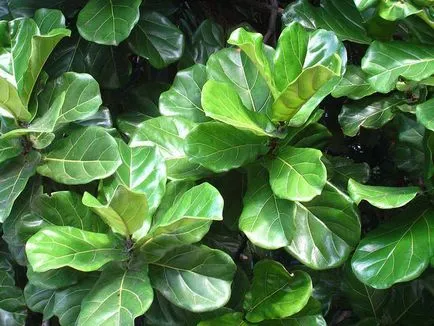 ficus liră