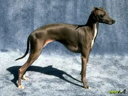 câine italian Greyhound (mic Greyhound italian) foto, video, pret