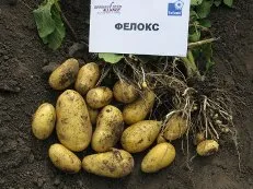 Най-добрите сортове картофи за средната група на България