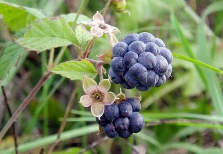 Предпочитани градински растения • Blackberry Ахава - отглеждане на растенията hydroponically