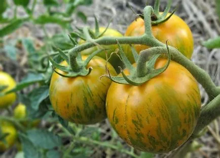 Най-добрите сортове домати на северозапад някои добри домати, описание, ревюта, клипове