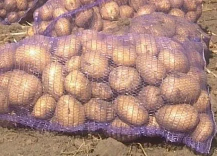 Най-добрите сортове картофи за средната група на България