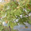 Panoul de Master class „buchet de crizanteme“ sau „ultimele flori de toamnă“