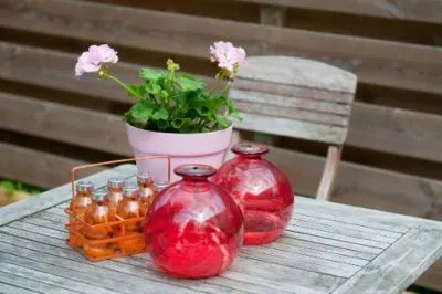 ulei de Geranium utilizate în produsele cosmetice și ginecologie, rețete și recenzii