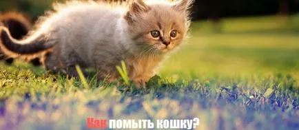 Измиване котка как да се мият и къпят котка или котка