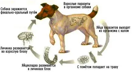 manual de instrucțiuni Milbemaks, comentarii