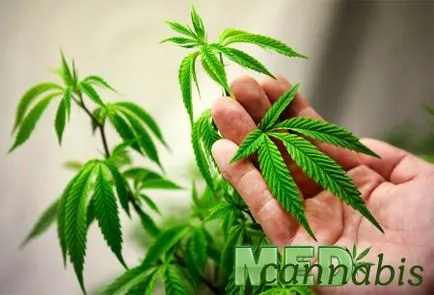 Medical Marijuana vindecă boala Crohn, canabis med
