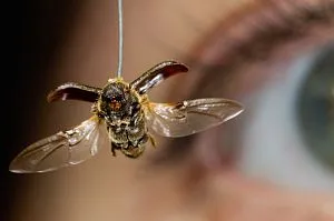 Beetle fertőzés - National Geographic Magyarország