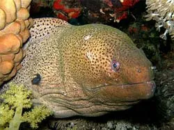 поддръжка Moray аквариум и хранене змиорки отглеждане в дома, украса