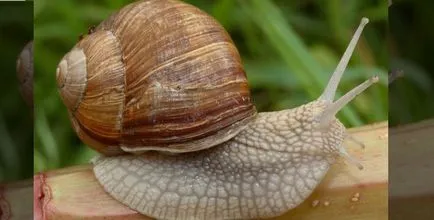 Lehetséges, hogy a csirkék csigák - Tippek