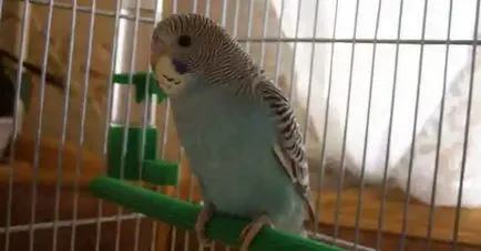 A Can I budgies kenyér, sajt, zab, sajt