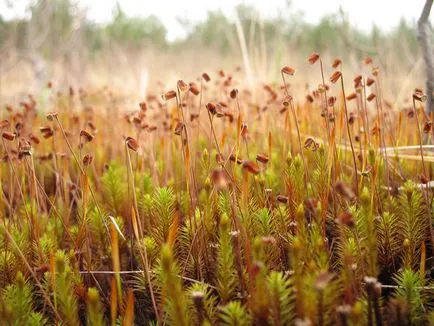 Moss pentru baie