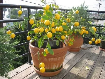 Mote на лимони - как да ги получите