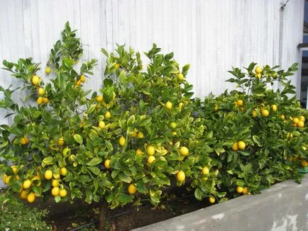 Mote citrom - hogyan lehet őket