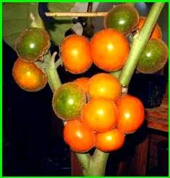 Naranjilla (IDA) termesztés, malacka bank tulajdonosa