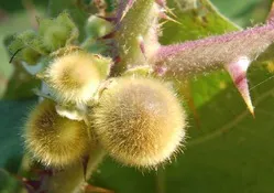 Naranjilla vagy „nektár az istenek”