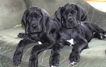 Great Dane caracteristicile rasei, fotografii, natura și recenzii