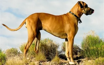 Great Dane порода характеристики, снимки, природа, както и коментари