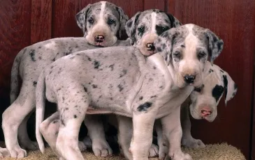 Great Dane caracteristicile rasei, fotografii, natura și recenzii