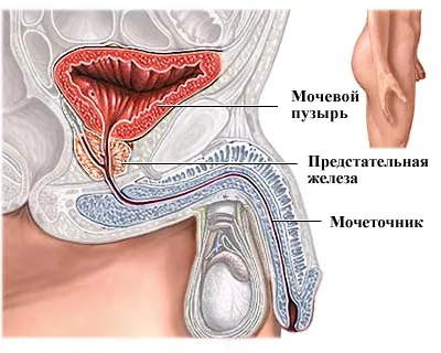 Инконтиненция на урина след радикална простатектомия, разделяне на хай-тек хирургия клиника