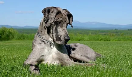 Great Dane порода характеристики, снимки, природа, както и коментари