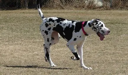 Great Dane Fajtajegyei, fotók, természet, és vélemények