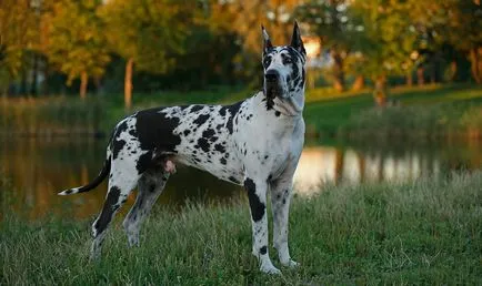 Great Dane caracteristicile rasei, fotografii, natura și recenzii