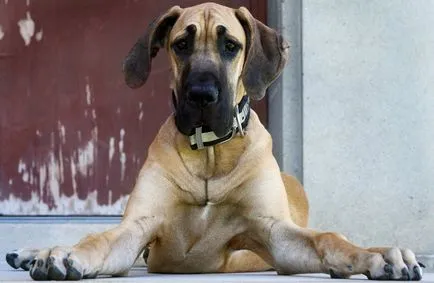 Great Dane caracteristicile rasei, fotografii, natura și recenzii