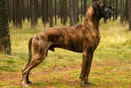 Great Dane порода характеристики, снимки, природа, както и коментари