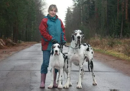 Great Dane Fajtajegyei, fotók, természet, és vélemények