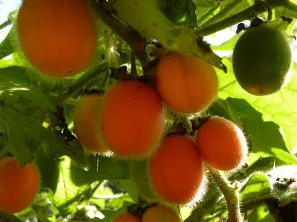 Naranjilla vagy „nektár az istenek”