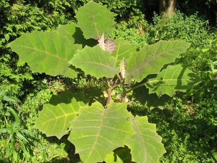 Naranjilla vagy „nektár az istenek”