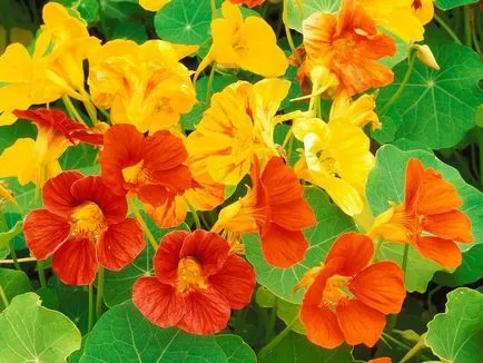 cultivare Nasturtium, plantare și îngrijire Foto