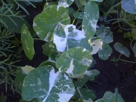 cultivare Nasturtium, plantare și îngrijire Foto