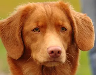 Новошотландски ретривър порода описание, характер, грижовен, снимки, всичко за кучета