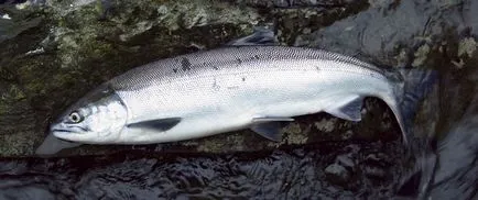 Sockeye vagy piros hal, állati enciklopédia