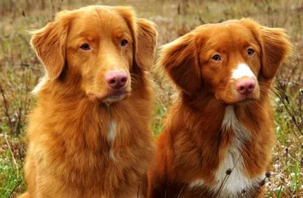 Nova Scotia Duck Retriever rasa de aplicare a taxelor descriere, caracter, grijulii, fotografii, totul despre câini