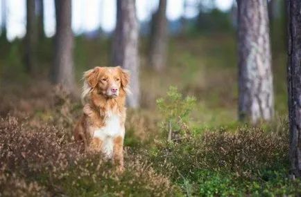 Vadkacsavadász retriever kutya fotó, ár, fajta leírás, karakter, videó