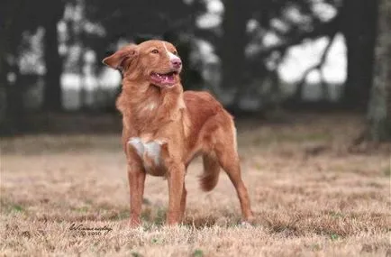 Vadkacsavadász retriever kutya fotó, ár, fajta leírás, karakter, videó