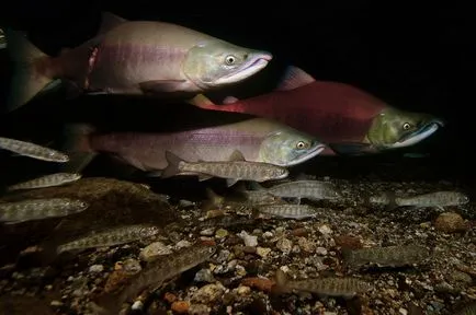 Sockeye vagy piros hal, állati enciklopédia