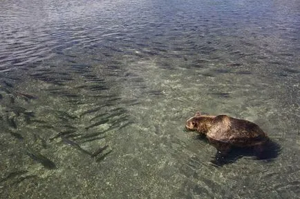 Sockeye vagy piros hal, állati enciklopédia