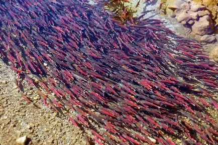 Sockeye vagy piros hal, állati enciklopédia