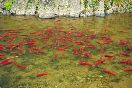 Sockeye vagy piros hal, állati enciklopédia