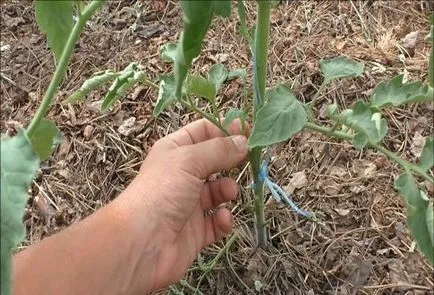 Am nevoie să rupă frunzele mai mici de tomate și atunci când