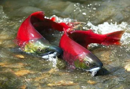 Sockeye vagy piros hal, állati enciklopédia