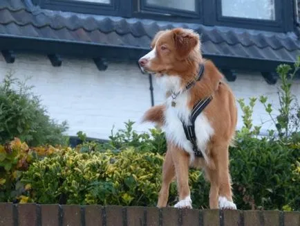 Vadkacsavadász retriever kutya fotó, ár, fajta leírás, karakter, videó