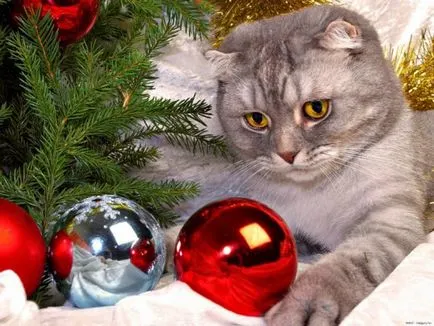 Nyugtalan kapcsolatuk, a macska és a karácsonyfa, a cikk