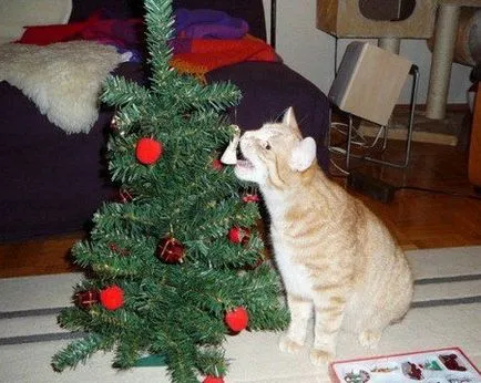 Nyugtalan kapcsolatuk, a macska és a karácsonyfa, a cikk