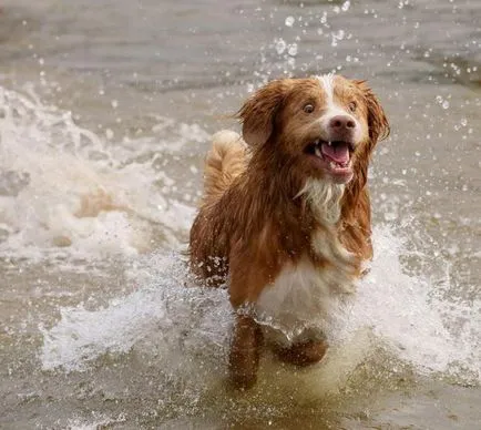 Nova Scotia Duck Taxare descriere Retriever rasa și caracteristici de conținut