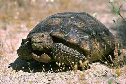 Az oktatási tevékenységek területén a „tudás” (ökológia) „figyelem! Turtle! 